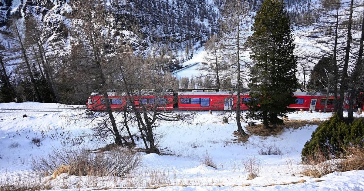 The red Bernina train passing snow-covered larch forest in winter